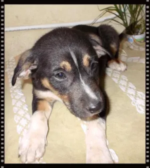 Cachorro raça srd idade 2 a 6 meses nome Docinho