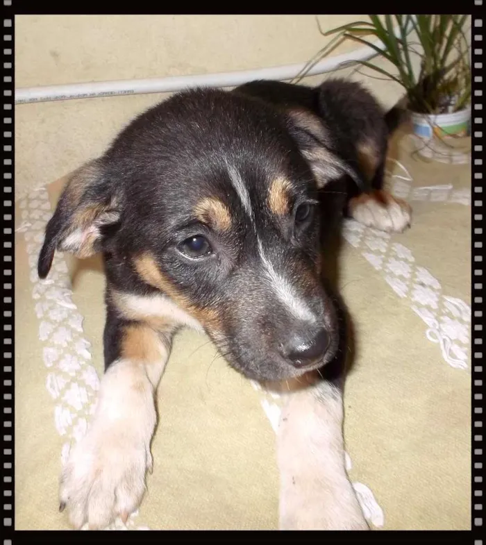 Cachorro ra a srd idade 2 a 6 meses nome Docinho