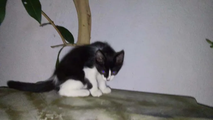 Gato ra a Mestiço idade Abaixo de 2 meses nome Meuzinha