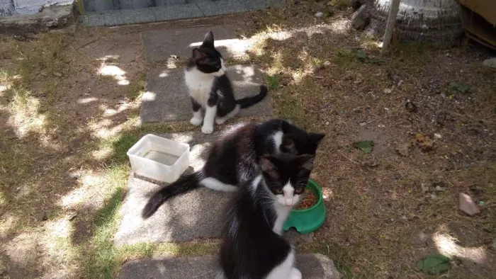 Gato ra a Mestiço idade Abaixo de 2 meses nome Meuzinha
