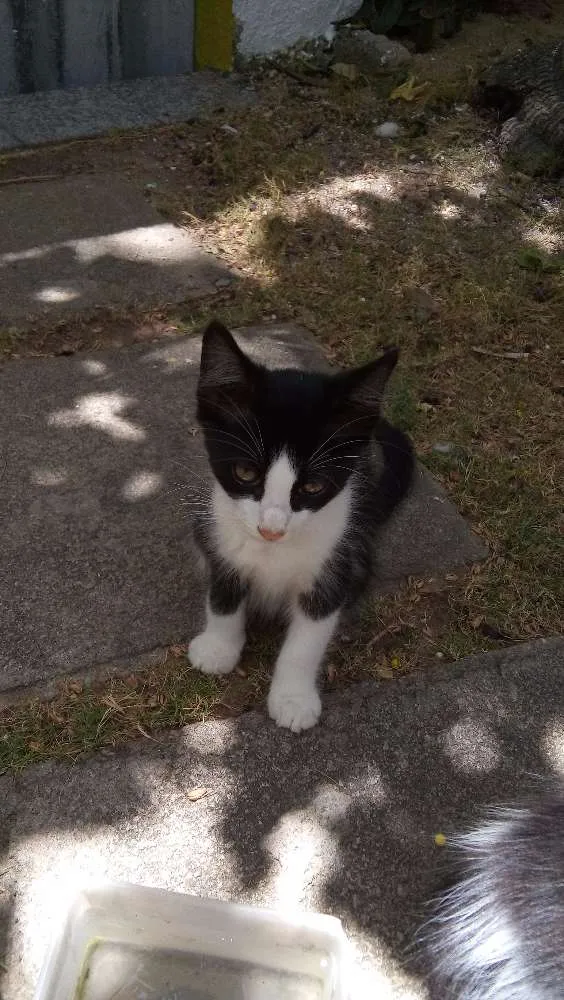 Gato ra a Mestiço idade Abaixo de 2 meses nome Meuzinha