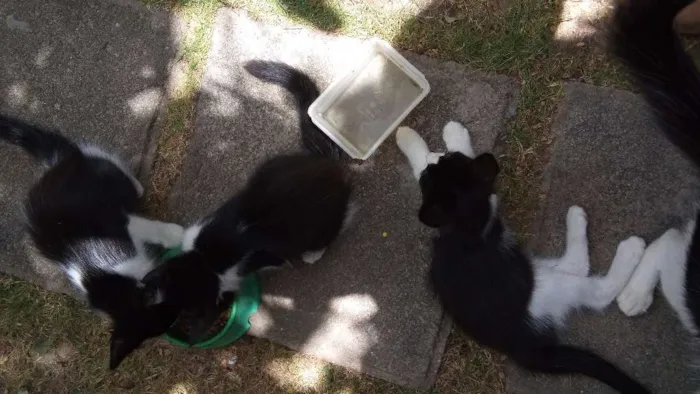 Gato ra a Mestiço idade Abaixo de 2 meses nome Meuzinha