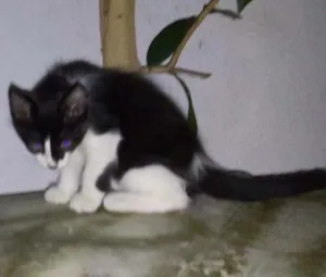 Gato raça Mestiço idade Abaixo de 2 meses nome Meuzinha