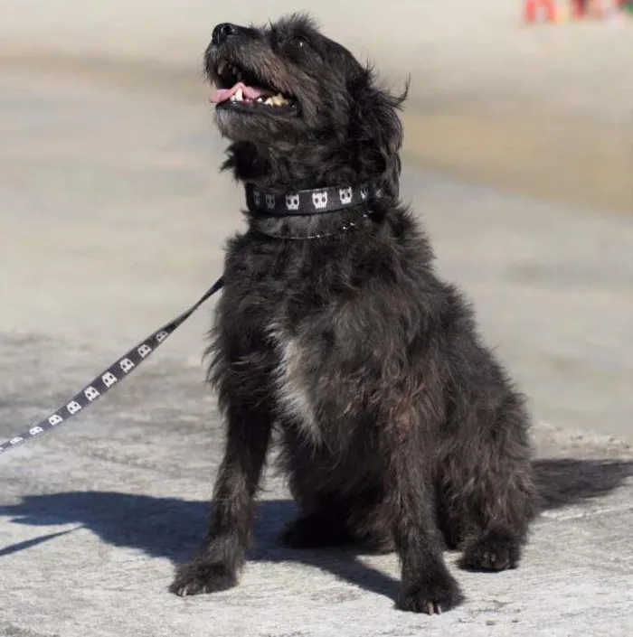 Cachorro ra a SRD idade 3 anos nome Lupe