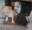 recemnacidos