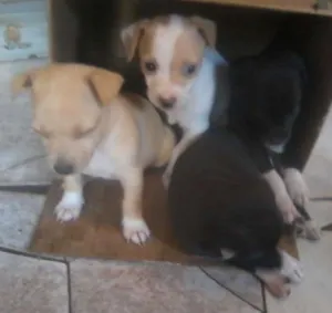 Cachorro raça peque idade Abaixo de 2 meses nome recemnacidos
