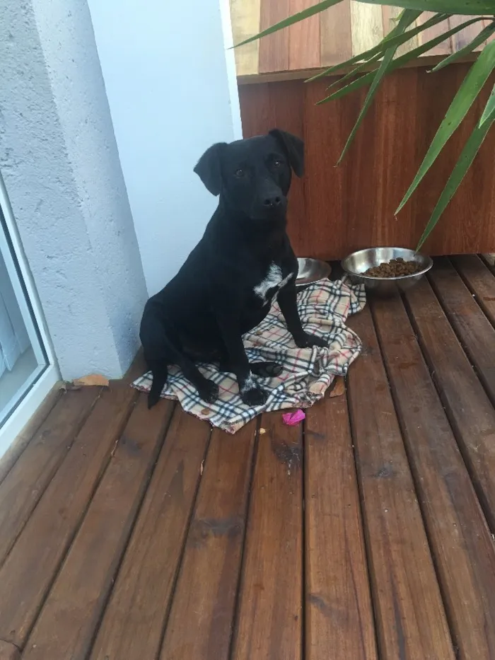 Cachorro ra a Sem raça  idade 2 a 6 meses nome Sem nome