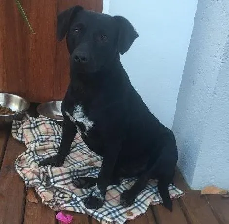 Cachorro ra a Sem raça  idade 2 a 6 meses nome Sem nome