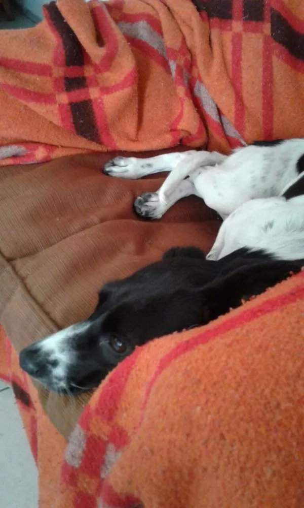 Cachorro raça  idade 2 a 6 meses nome mococa