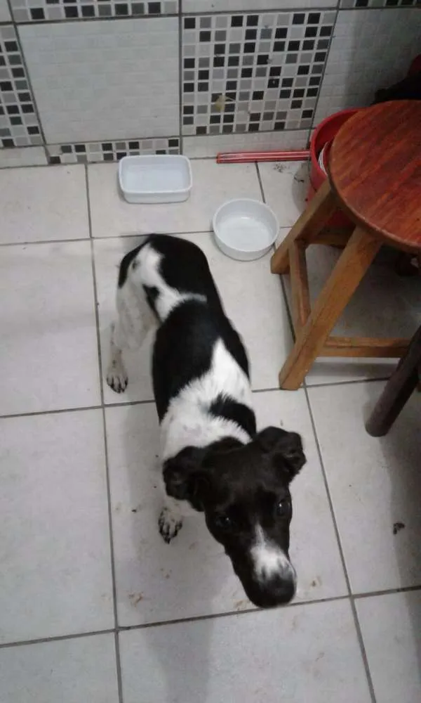 Cachorro raça  idade 2 a 6 meses nome mococa