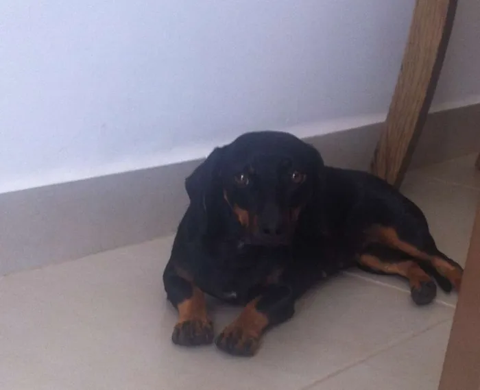 Cachorro raça Basset-Cofap idade 1 ano nome PAQUITA