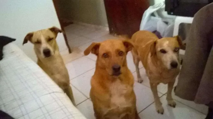 Cachorro ra a SRD idade 3 anos nome Luna, Menina, Javier