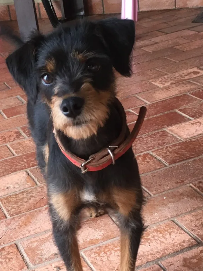 Cachorro ra a Sem raça definida idade 1 ano nome Pretinho