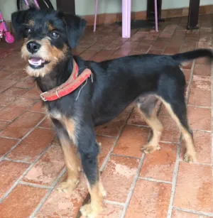 Cachorro raça Sem raça definida idade 1 ano nome Pretinho