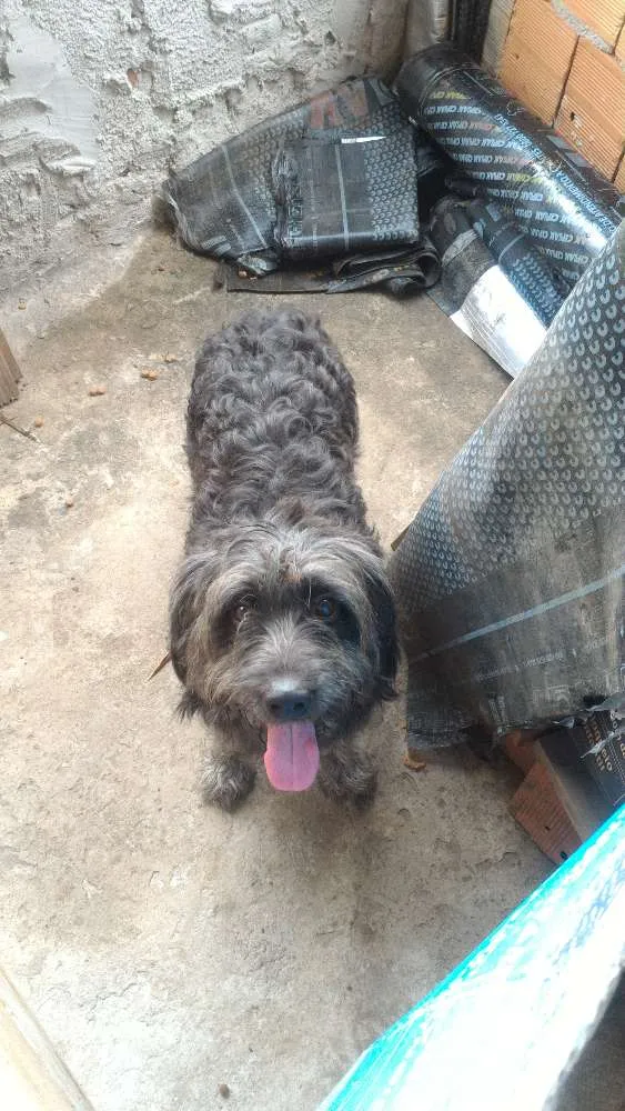 Cachorro raça Indefinida idade 7 a 11 meses nome Sirius Black