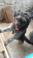 Sirius Black