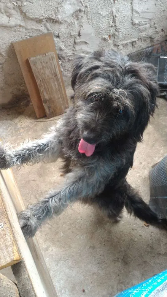 Cachorro raça Indefinida idade 7 a 11 meses nome Sirius Black