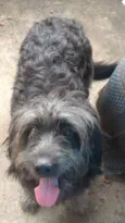 Sirius Black