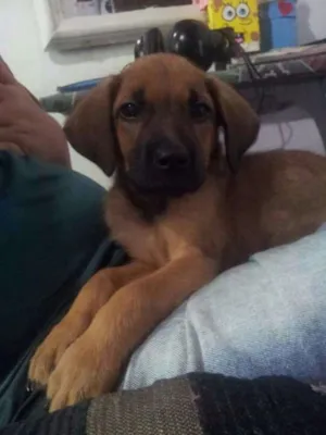 Cachorro raça Vira lata idade 2 a 6 meses nome Sem nome foi abandon