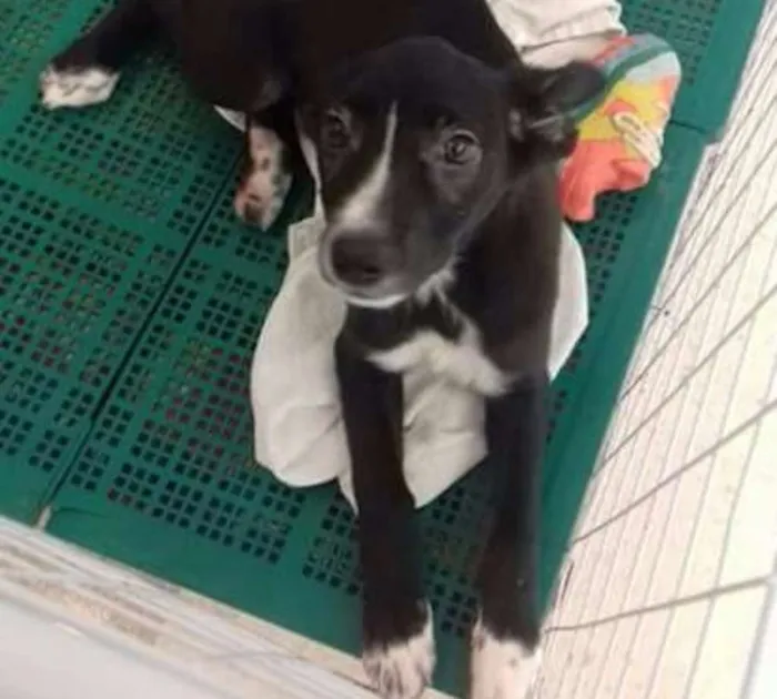 Cachorro ra a SRD idade 2 a 6 meses nome Maria Flor