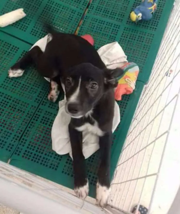 Cachorro ra a SRD idade 2 a 6 meses nome Maria Flor
