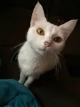Gato raça  idade  nome Mel