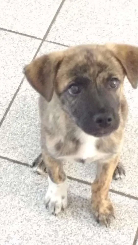 Cachorro ra a Mista pastor alemão e Akita idade 2 a 6 meses nome Zeus