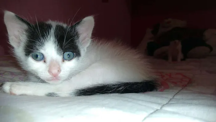 Gato ra a SRD idade Abaixo de 2 meses nome --