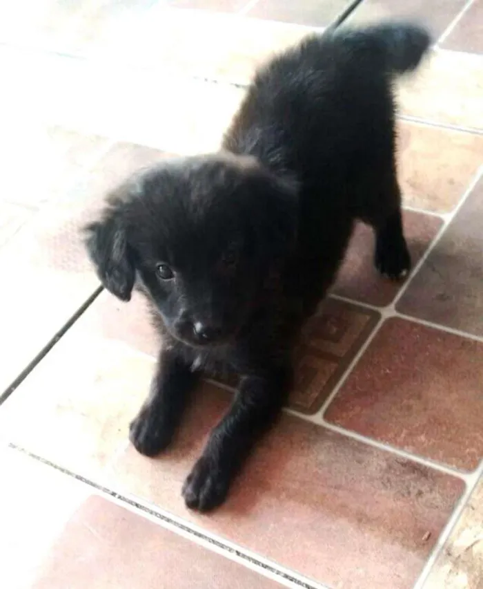 Cachorro ra a Sem raça definida idade 2 a 6 meses nome Filhote