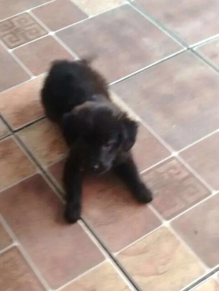 Cachorro ra a Sem raça definida idade 2 a 6 meses nome Filhote