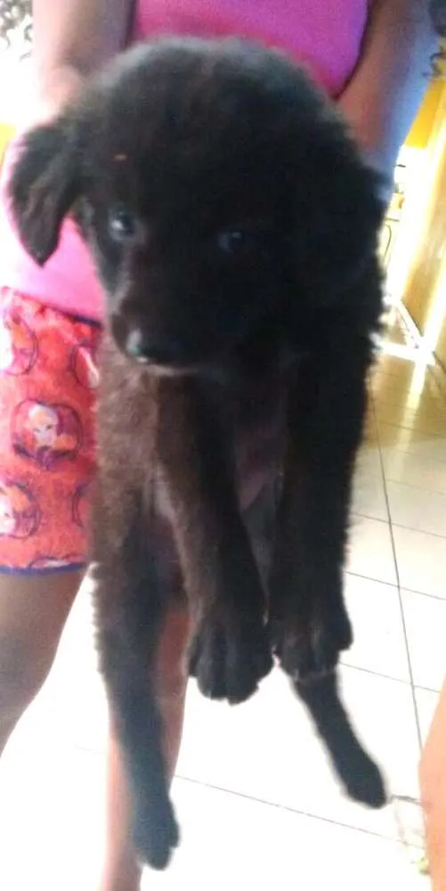 Cachorro ra a Sem raça definida idade 2 a 6 meses nome Filhote