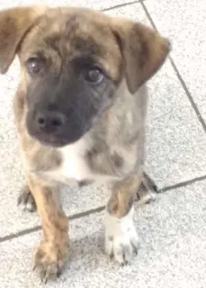 Cachorro raça Mista pastor alemão e Akita idade 2 a 6 meses nome Zeus