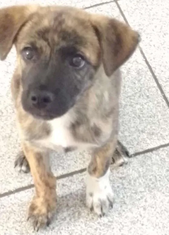 Cachorro ra a Mista pastor alemão e Akita idade 2 a 6 meses nome Zeus