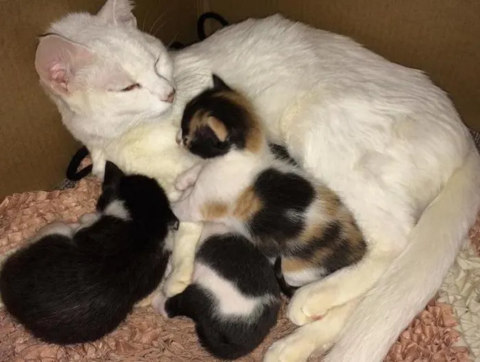 Gato raça  idade  nome Mel