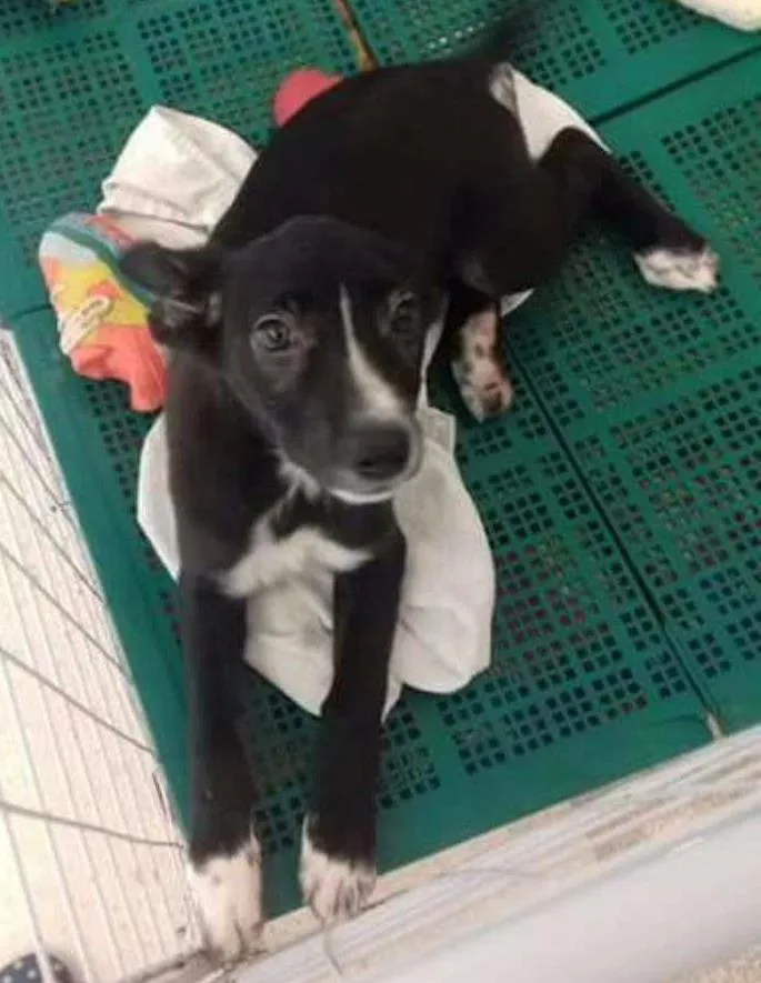 Cachorro ra a SRD idade 2 a 6 meses nome Maria Flor