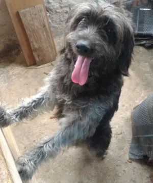 Cachorro raça Indefinida idade 7 a 11 meses nome Sirius Black