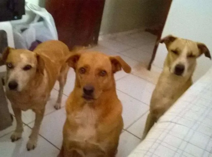 Cachorro ra a SRD idade 3 anos nome Luna, Menina, Javier