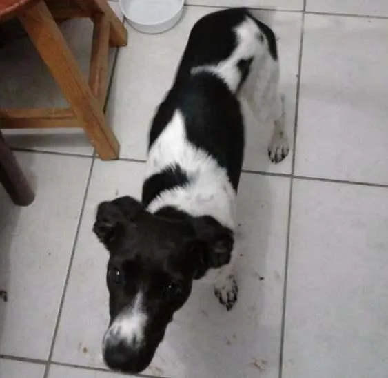 Cachorro raça  idade 2 a 6 meses nome mococa