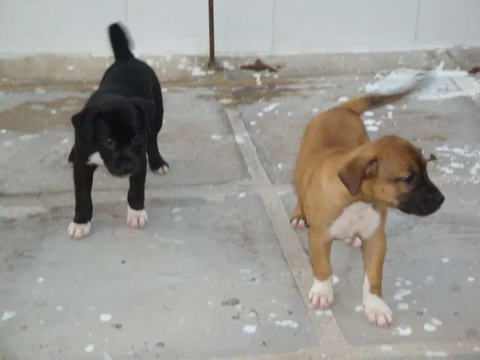 Cachorro raça viralata idade  nome Bambino