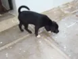 Bambino