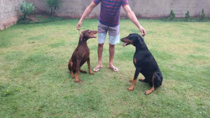 Cachorro ra a Dobermann idade 2 a 6 meses nome maxx kevex