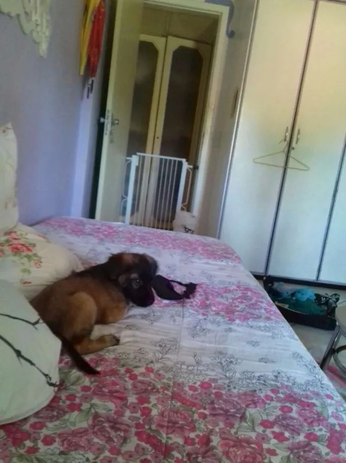 Cachorro ra a srd idade 2 a 6 meses nome kanye