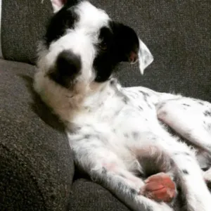 Cachorro raça SRD idade 4 anos nome Snoopy