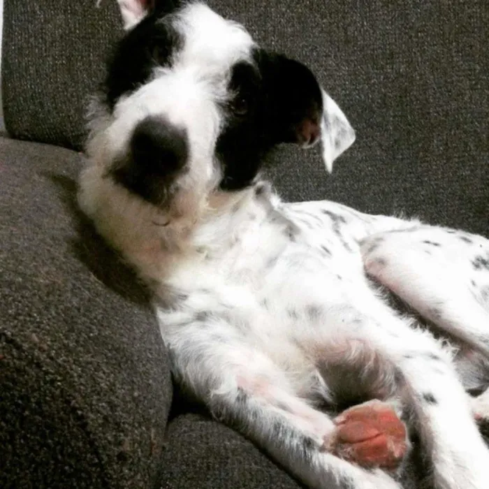 Cachorro raça SRD idade 4 anos nome Snoopy