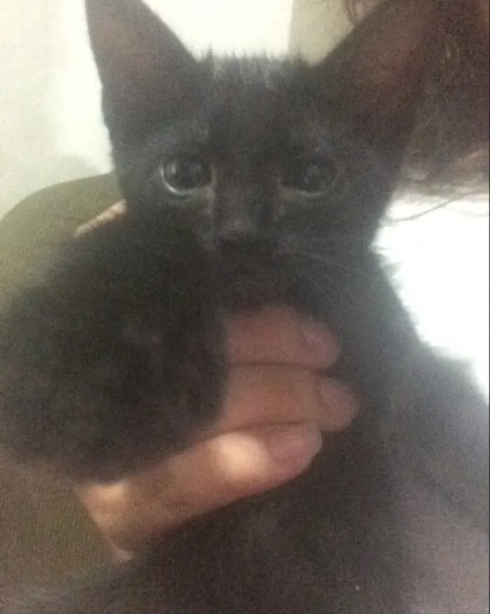 Gato ra a Sem raça definida  idade Abaixo de 2 meses nome Dudu
