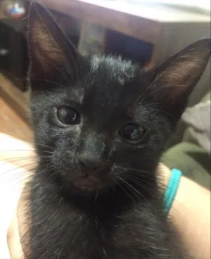 Gato raça Sem raça definida  idade Abaixo de 2 meses nome Dudu