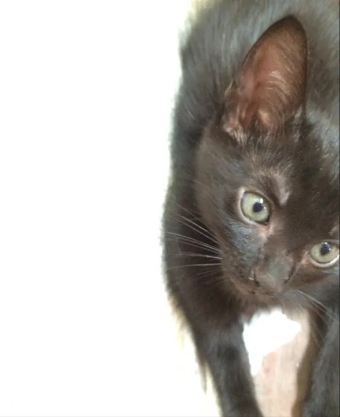 Gato ra a Sem raça definida  idade Abaixo de 2 meses nome Dudu