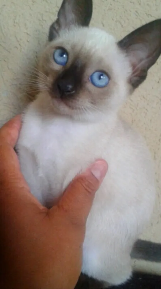 Gato ra a Siamês idade Abaixo de 2 meses nome Sem nome