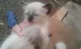 Mimi