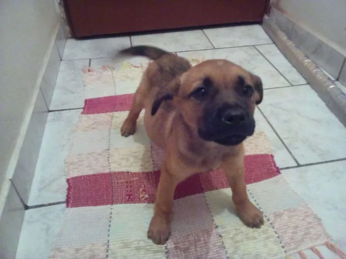Cachorro raça Vira lata idade 2 a 6 meses nome A definir